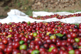 Rwanda Gitesi Light-Medium Roast - Image 3